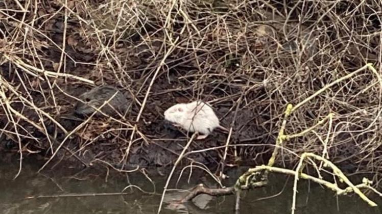 Sehr gut zu sehen: Die Albino-Nutria am Mühlenteich neben einem "normal" gefärbtem Verwandten, der deutlich schwerer erkennbar ist.