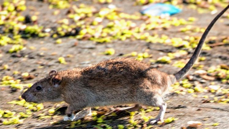 Ratten am Meller Ententeich sind ausgestreute Haferflocken NOZ