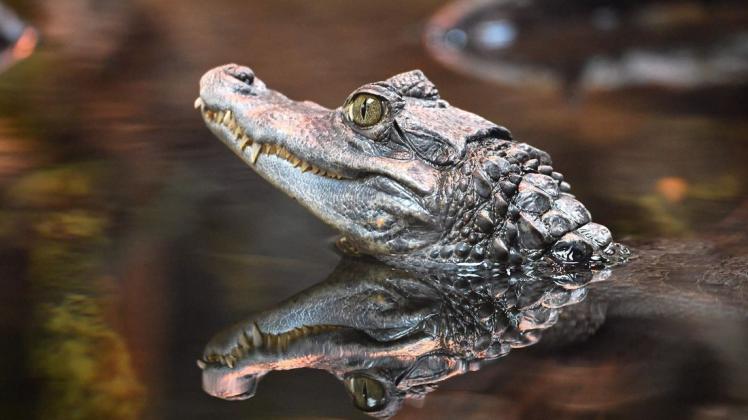 Das Krokodil ist das Zootier des Jahres 2021. Gemeinsam wollen viele Initiativen und Einrichtungen in diesem Jahr auf die Gefährdung der Krokodile aufmerksam machen.