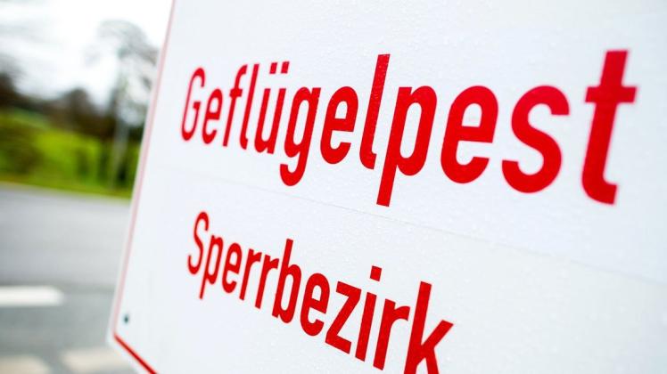 45 000 Hühner werden nach Geflügelpest-Ausbruch getötet