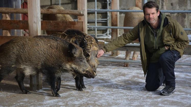 Die Wildschweine Resi und Pippa sind derzeit in einem Stallgebäude untergebracht. Sie sind zahm und fordern ihre Streicheleinheiten von Jürgen Foß ein.
