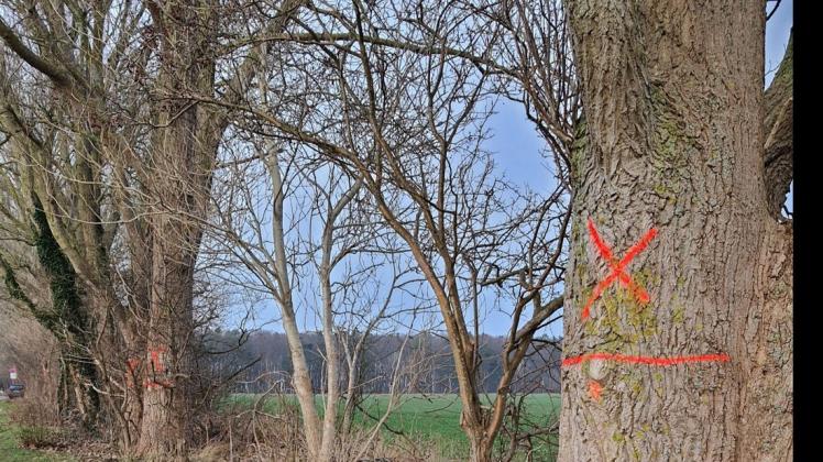 Diese roten Kreuze auf auf den Pappeln im Waldweg haben die Baumschützer auf den Plan gerufen. Im Ortsbeirat kamen sie mit der Grünamtsleiterin und ihrem Mitaribeiter Nils Vetter ins Gespräch.