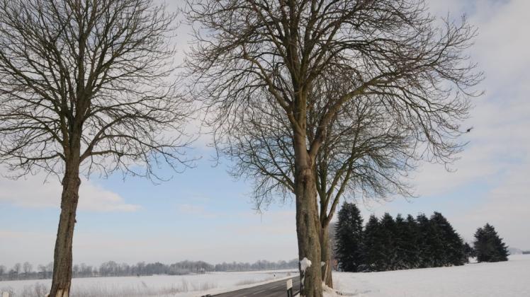 Zwei der drei Kastanien, die am Brockhauser Weg nahe der Bundesstraße 65 stehen, sind von Pilzen befallen und müssen aus Sicherheitsgründen gefällt werden.