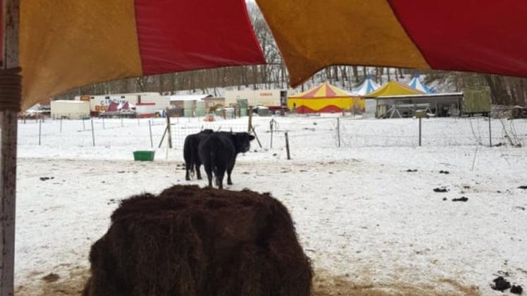 Die Futterreserven für die Tiere neigen sich dem Ende, die Zelte sind aufgrund der Schneemassen und des Sturms gerissen. Eine prekäre Situation für die Zirkusfamilie Bossle.