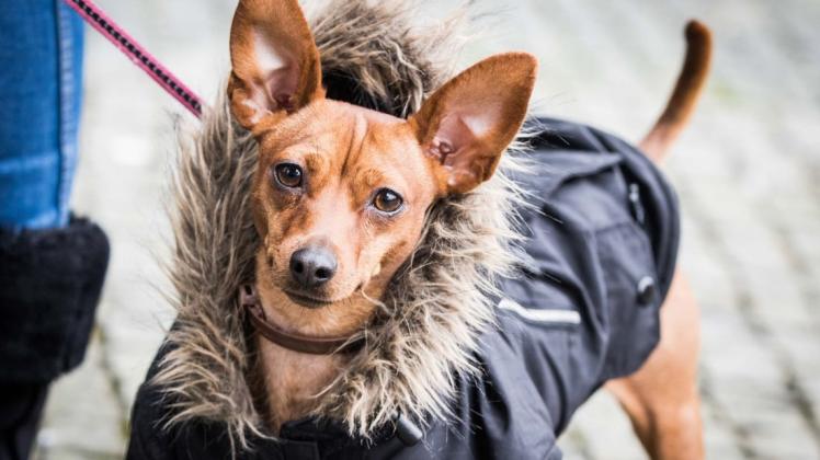 Hunde mit Mänteln gehören auch in Schwerin inzwischen zum Stadtbild.
