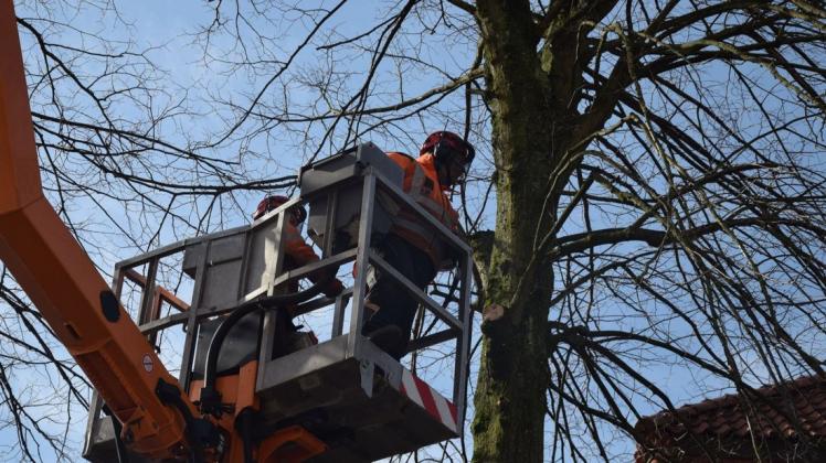Anfang März will der Landkreis Osnabrück an den Bäumen entlang der Kreisstraße 132 Totholz entfernen. (Symbolfoto)