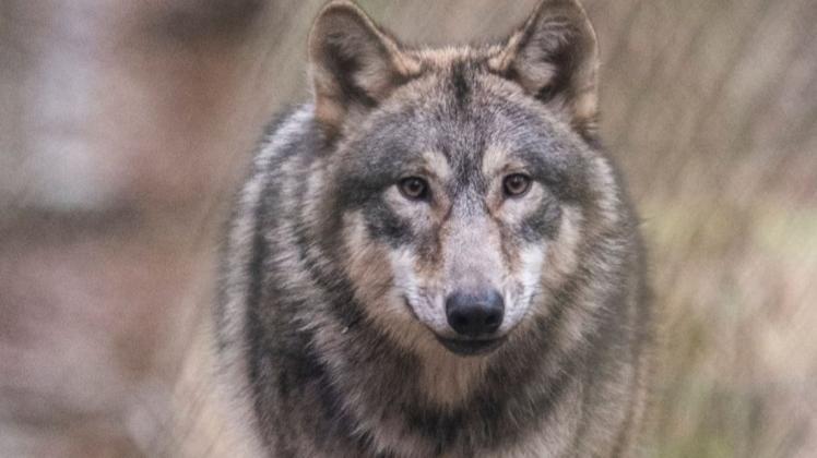 Die Wölfe breiten sich aus - auch in der Region rund um Sternberg