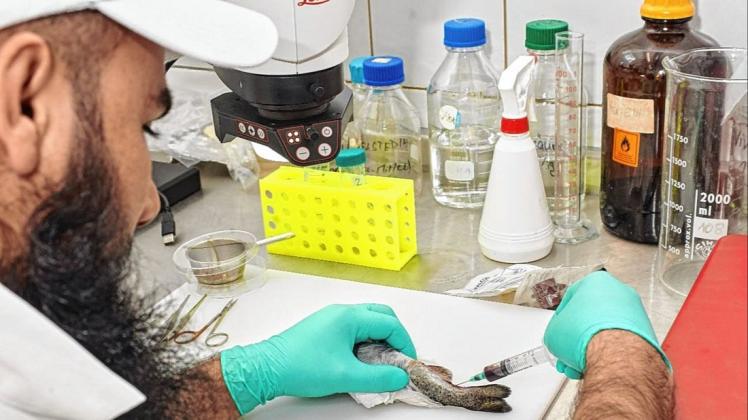 Im Labor werden die Fische analysiert, hier Dr. Aqib Rehman Magray bei der Arbeit. Im Labor werden die Fische analysiert, hier Dr. Aqib Rehman Magray bei der Arbeit.