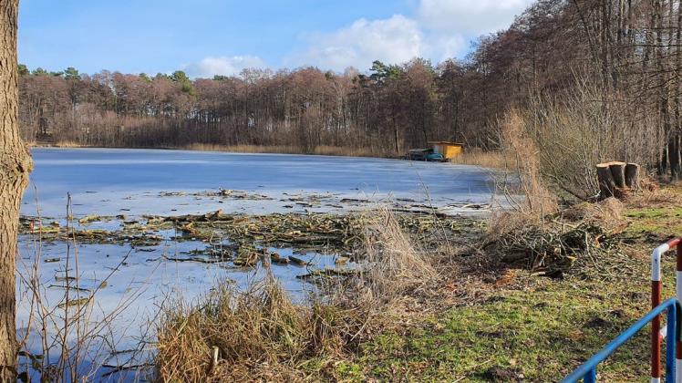 Diese Äste sollen im Sommer keine Gefahr für Badegäste am See in Probst Jesar werden. Deswegen haben Anwohner und die zuständigen Behörden und Vereine die Lage fest im Blick.