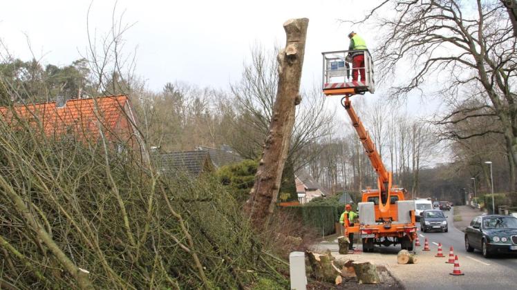Aus Sicherheitsgründen mussten 31 kranke Bäume in Großhansdorf gekappt werden.