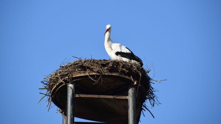 Die Gemeinde Ascheffel hat ihren Storch wieder. Erstmals wurde er in diesem Jahr am 18. Februar gesehen.