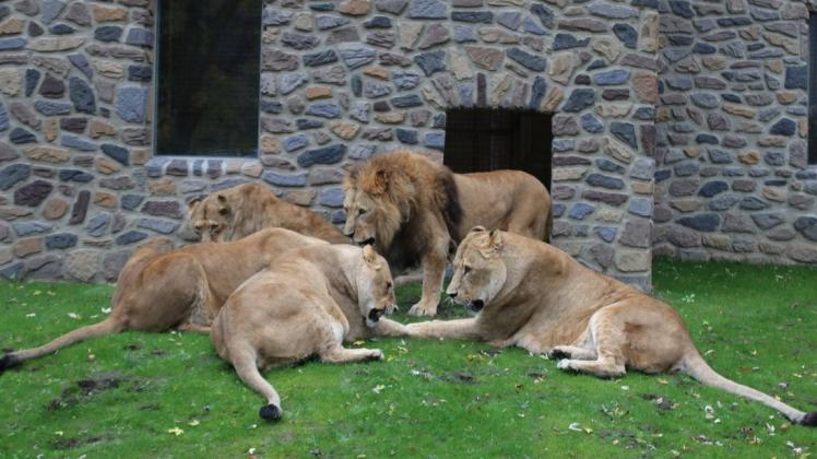 Fünf Löwen leben im Rudel im Osnabrücker Zoo am Schölerberg.