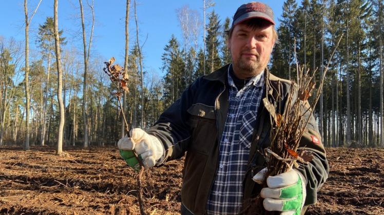 An der Aufforstung beteiligt ist auch Joseph Lang von der Garten-, Landschafts- und Forstgesellschaft Güstrow. In seinen Händen hält er junge Traubeneichen.