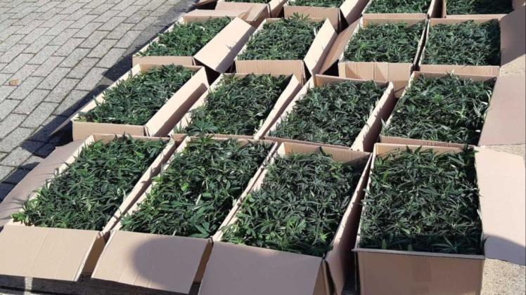 16 Kartons voller Cannabispflanzen hat die Bundespolizei an der Grenze zur Grafschaft Bentheim beschlagnahmt.