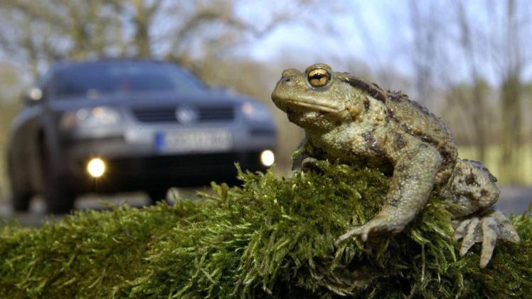 Krötenwanderungen: Für die Tiere ist das in jedem Jahr ein gefährliches Unterfangen. Auch an der Straße bei Zietlitz. Krötenwanderungen: Für die Tiere ist das in jedem Jahr ein gefährliches Unterfangen. Auch an der Straße bei Zietlitz.