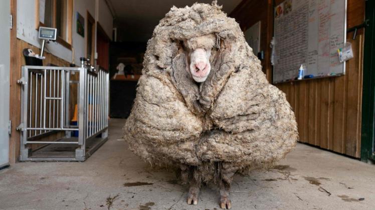 Das wilde Schaf "Baarack" lief geschätzte fünf Jahre durch die australische Wildnis, ohne dabei geschoren worden zu sein.