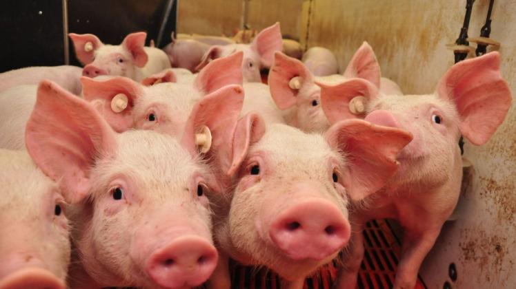 Wie werden Schweine künftig gehalten? Das ist eine der vielen offenen Fragen, die Landwirte derzeit umtreiben.
