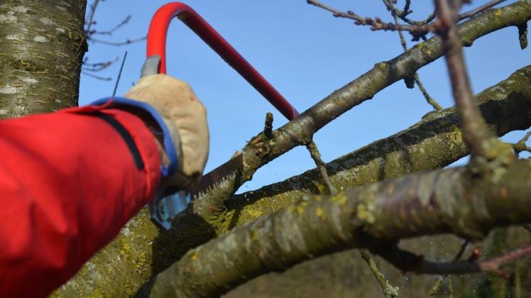 Am sogenannten "Karpfenteich" an der Hoekweide in Papenburg werden in den kommenden Tagen Bäume beschnitten.
