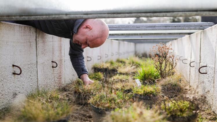 Dr. Peter Borgmann streicht in einem Erhaltungsbeet durch Grashalme, um zu schauen, ob das breitblättrige Knabenkraut zu sehen ist. Ab April sammelt er in der Natur Samen gefährdeter Wildpflanzen.
