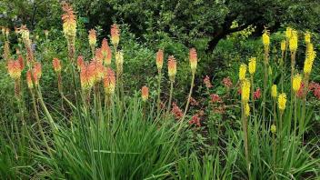 Mit Fackellilien kann man im Garten wirkungsvoll für Akzente sorgen. Und insektenfreundlich sind die Hübschen, die ursprünglich aus Südafrika stammen, auch noch.