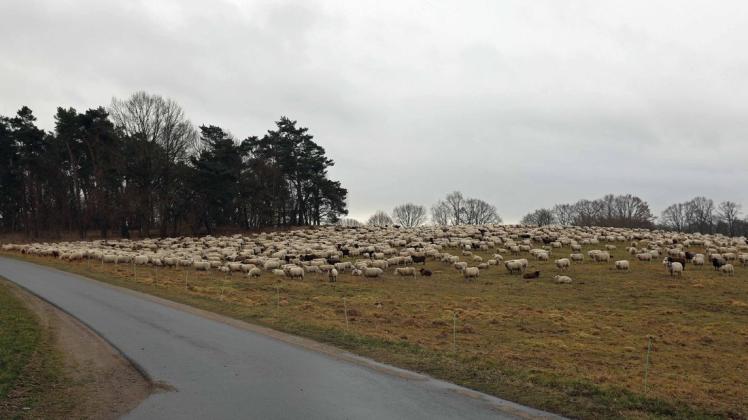 Die Schafe konnten später wieder eingefangen und auf der Wiese am neuen Standort eingezäunt werden.