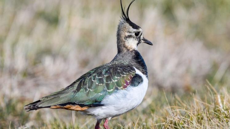 Die Parchimer Vogelkundler sprechen sich für den Kiebitz als Vogel des Jahres 2021 aus.