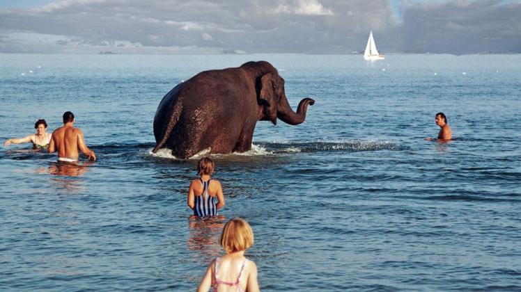 Ein Bild aus alten Zeiten: Elefantendame Cita  genoss nach ihren Auftritten in Wyk das Bad in der Nordsee.