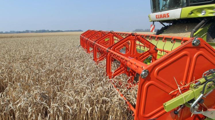 Weizenernte bei Haßmoor im Kreis Rendsburg-Eckernförde. Insgesamt wurden in Schleswig-Holstein im Jahr 2020 etwa 2,3 Millionen Tonnen Getreide geerntet  - acht Prozent weniger als im Vorjahr.