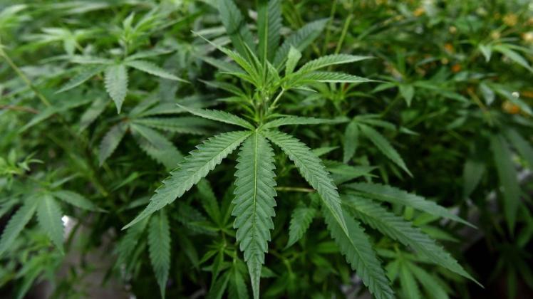 Eine Cannabis-Plantage hat die Polizei am Mittwoch in Arsten entdeckt. (Symbolfoto)