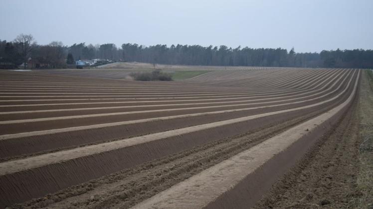 Spargelanbau durch die Mecklenburger Frische aus Tieplitz im Mustiner Bereich: Erstmals wird hier in diesem Jahr geerntet