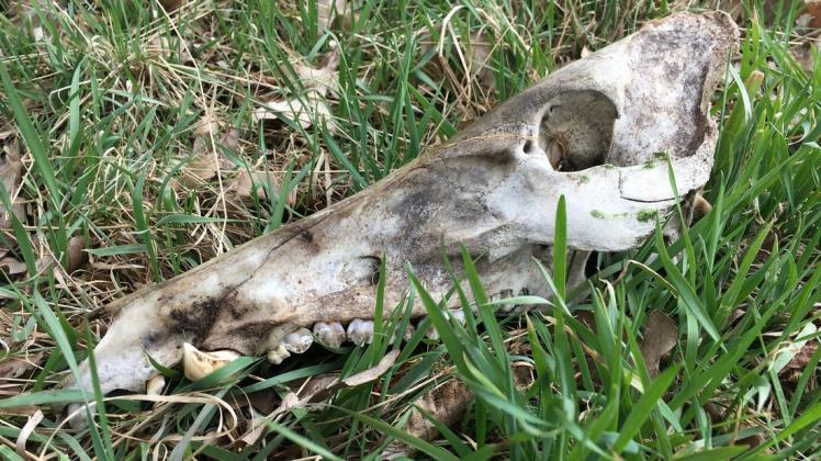 Was nach der Jagd übrig bleibt, wie dieser Wildschweinkopf, gehört nicht an den Wegesrand, sagen Forstamtsleiter und Jagdverband.