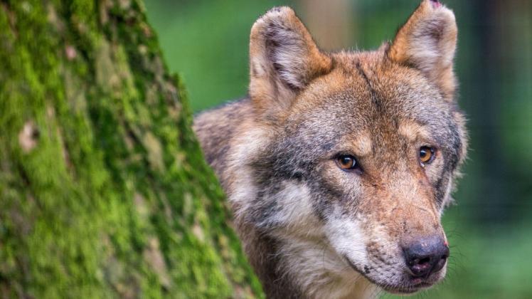 Wölfe sind auch in unserer Region auf Wanderschaft. Viele Bürger stellen sich die Frage: Wie gefährlich ist der Wolf für Menschen? (Symbolfoto)