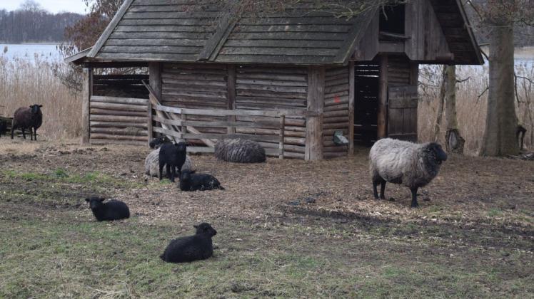 Rauhwollige Pommersche Landschafe mit ihrem schwarz aussehenden Nachwuchs auf dem Freigelände des Groß Radener Slawenmuseums.