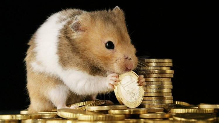 Hamster sind pflegeleicht, doch auch sie stellen Forderungen, die ins Geld gehen.
