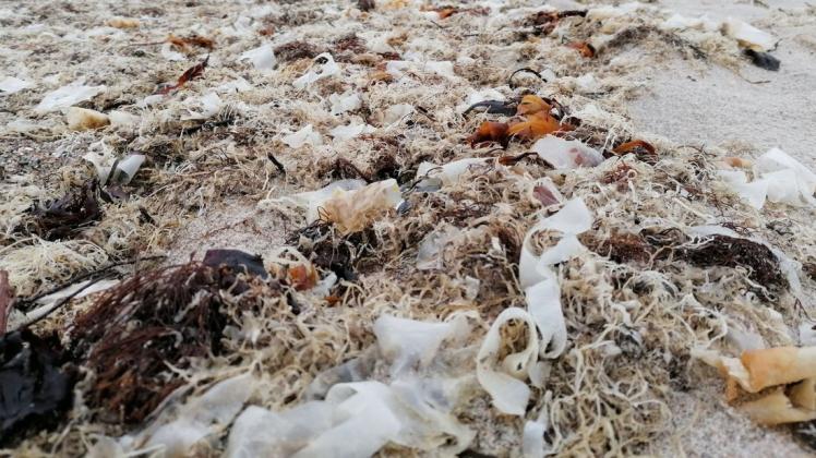 Was auf den ersten Blick wie Plastikfetzen aussieht, ist in Wirklichkeit Zuckertang, der an den Strand von Karlsminde angetrieben wurde.