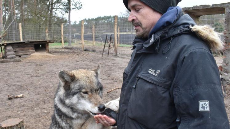 Gut ausgebildet haben acht Filmwölfe zusammen mit ihrem Trainer Miguel de la Torre in Laave Einzug gehalten.