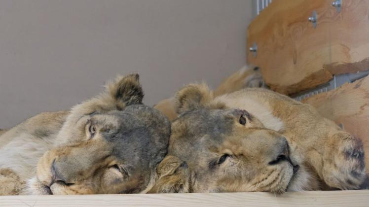 Stecken im Löwen-Haus die Köpfe zusammen: Indi und Rubi (r.).