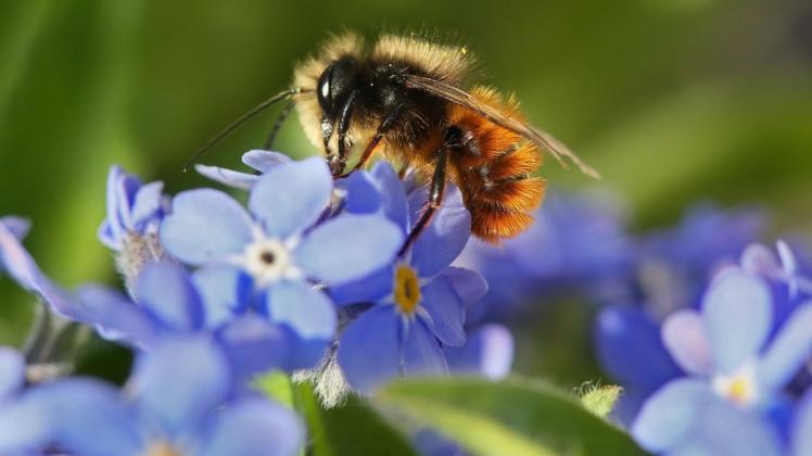 Eine Wildbiene: Entlang der Bienen-Straße gibt es viele Initiativen für die Artenvielfalt.