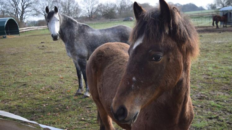 Pferde in Offenstallhaltung auf der Weide zwischen Klein Labenz und Groß Labenz.