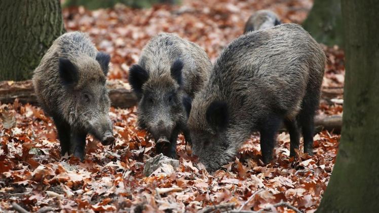 Wildschweine wühlen im Erdeich. Was sie dort zu Fressen finden, ist teilweise immer noch verstrahlt.