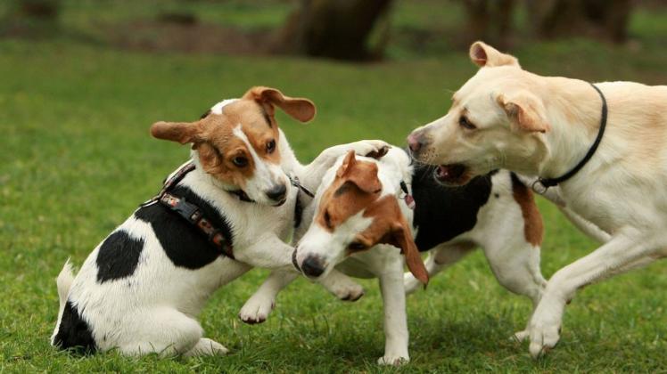 Spaß ohne Leine: Auf einer Hundewiese können sich die Vierbeiner nach Herzenslust austoben.