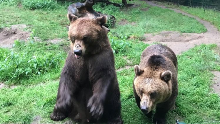 Die Bären bleiben unter sich, der Tierpark ist geschlossen.