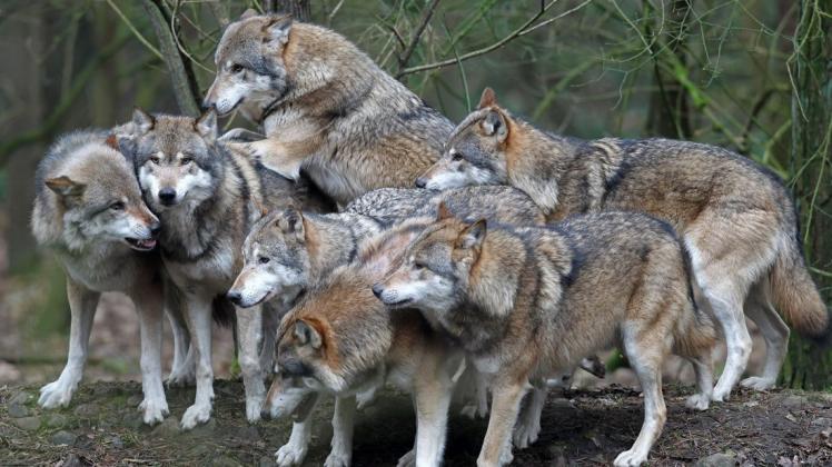Seitdem im Jahr 2000 die ersten Wolfswelpen in Freiheit geboren wurden, wächst die Population in Deutschland. 128 Rudel und weitere Paare oder Einzeltiere wurden von 2019 bis 2020 gezählt.