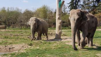 Gäste können sich nun auf zwölf Elefanten freuen. Neu dazugekommen sind die ehemaligen Zirkuselefantinnen Susi aus Spanien (l.) und Dumba aus Südfrankreich