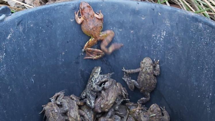So viele Amphibien wie nie haben die Krötenzaun-Wächter in diesem Jahr vor dem Tod durch Überfahren bewahrt.