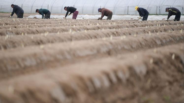 Spargel- und Gemüsebauern sind auf ausländische Erntehelfer angewiesen. Foto: dpa/Arne Dedert