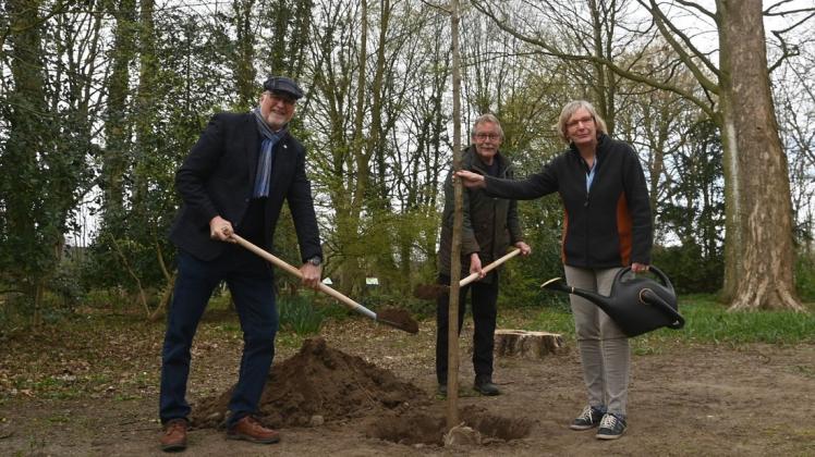 Bürgermeister Johann Hansen (links) pflanzt mit Sibylle Pries und Georg Siebentritt den Baum des Jahres 2020.
