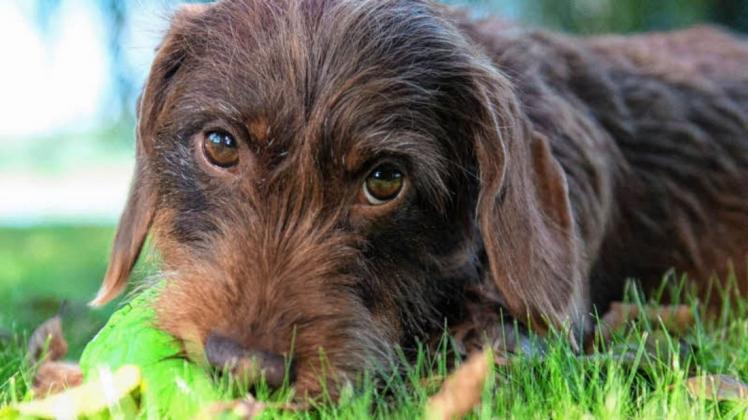 Friederike Unkel-Mohrmann warnt: Auch Haustiere leiden im | SHZ