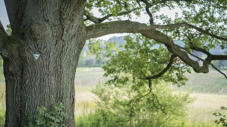 In der Gemeinde Ganderkesee sollen fünf große und erhaltenswürdige Bäume unter Schutz gestellt werden. (Symbolfoto)