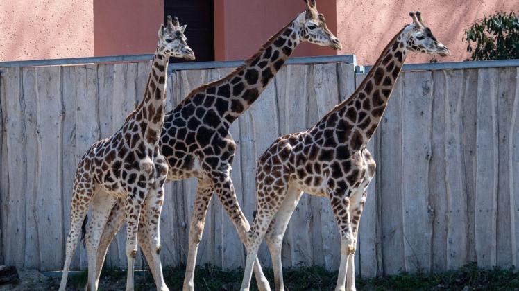 Auf Entdeckungstour in ihrer großen Außenanlage: die Giraffen Kahlua, Daisy und Madiba.